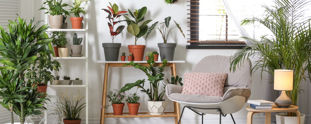 8 indoor plants to help purify your new home